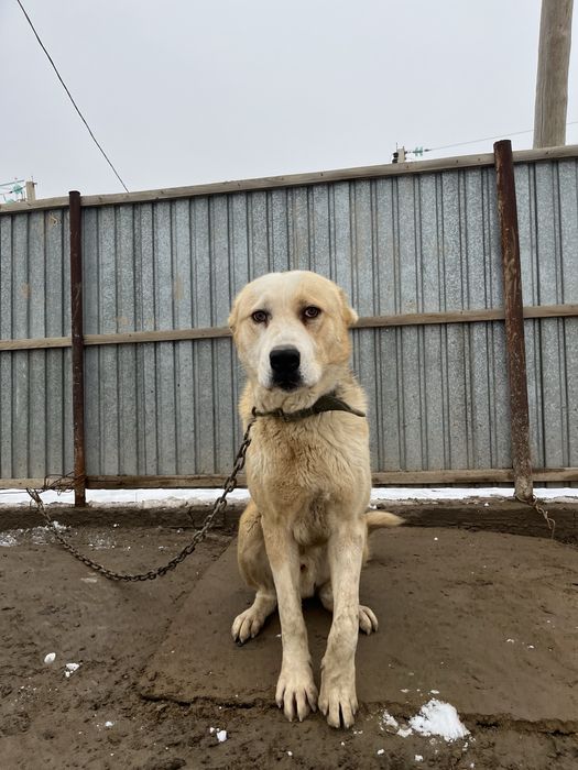 Алабай ит 1 жас 3 ай