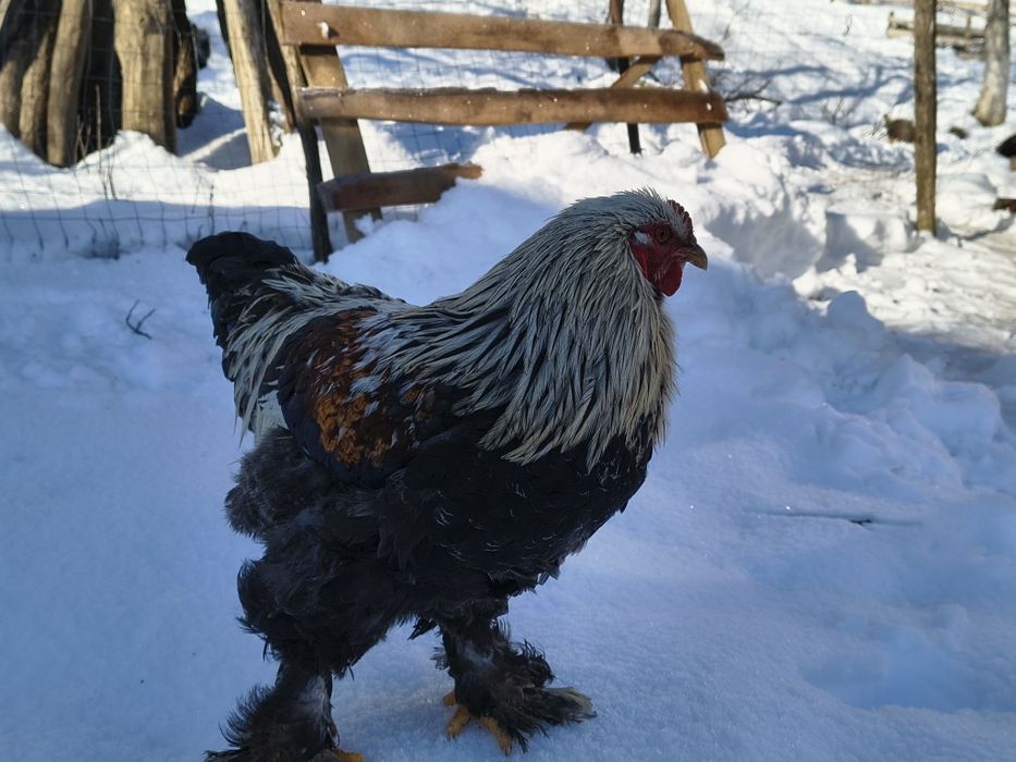 Vând cocoș Brahma herminat,colorat in vârstă de  8 luni