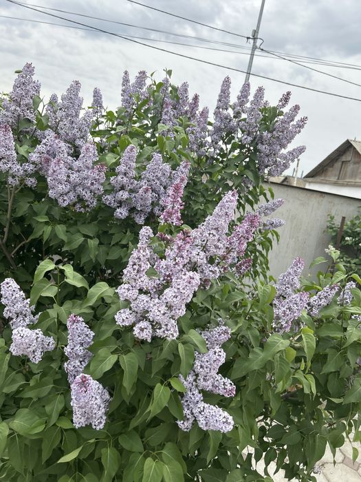 Продам сирень фи