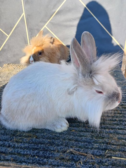 Iepuri Vienez Gri Rex Dalmatian Cap de Leu