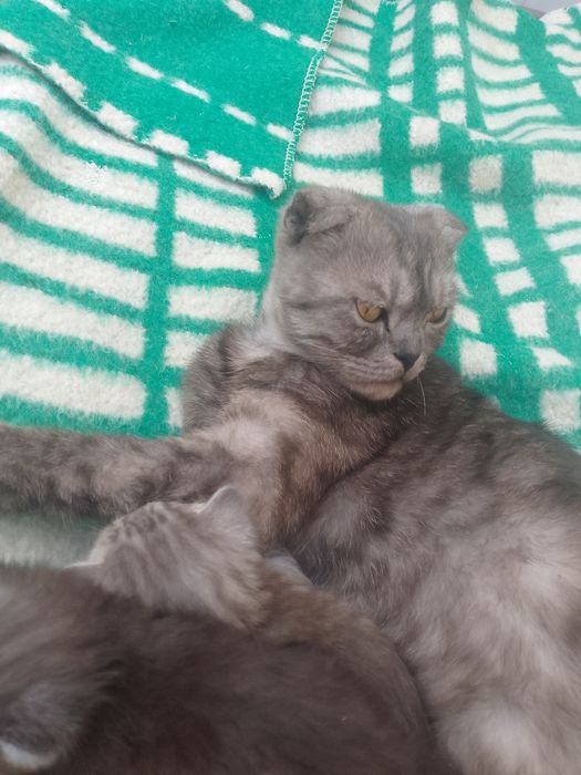 Продам вислоухих котят