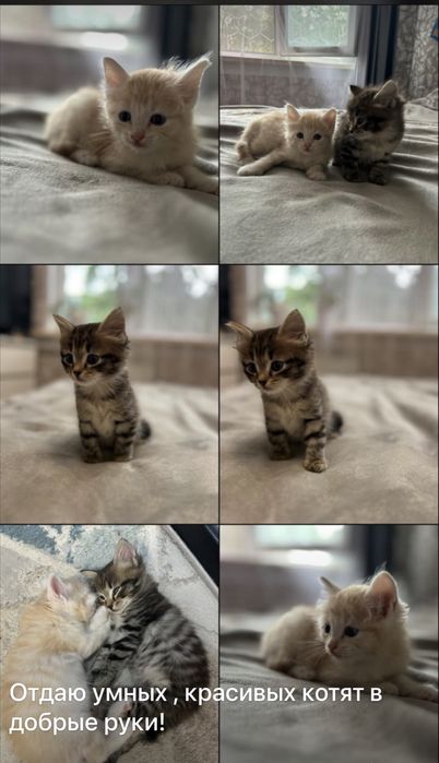 Отдаю котят в добрые руки