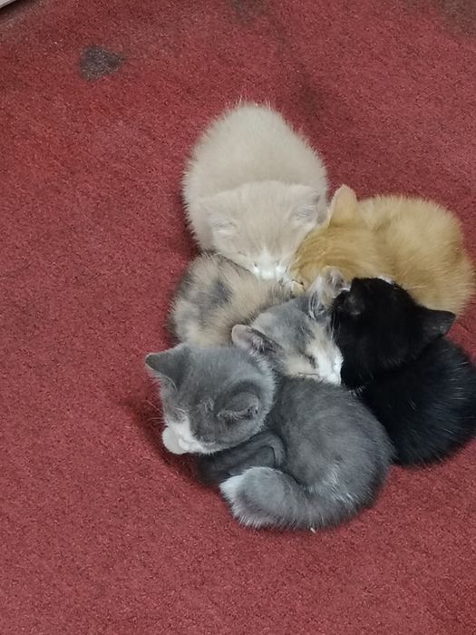Котята бесплатно