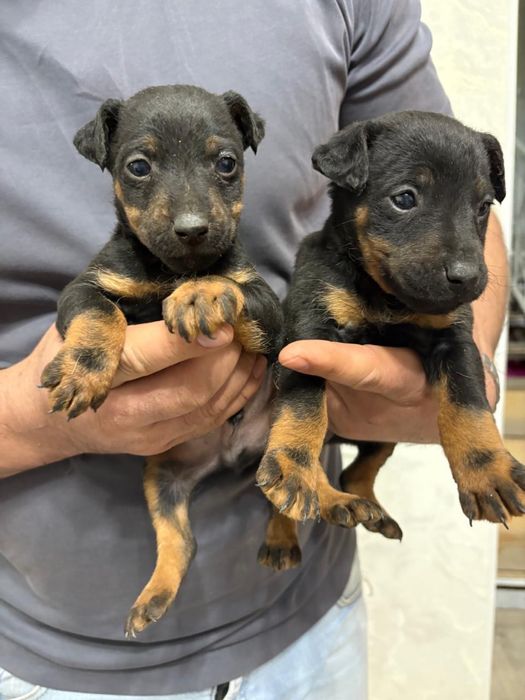 Ягдтерьер щенята