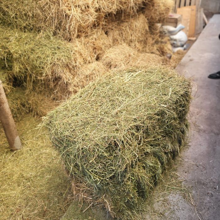 Жоңышқа сатамын/ люцерна