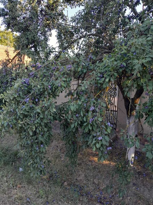 Vand  prune si pere 500 lei neg