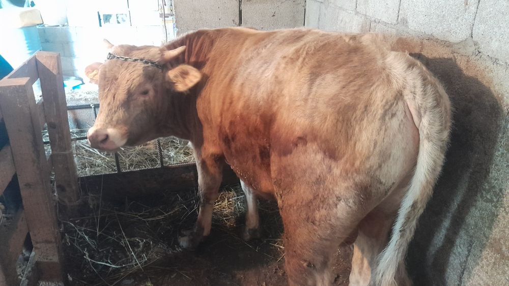 Продам Бычка 1.5 года