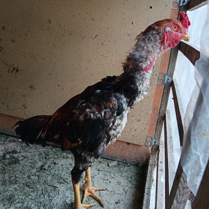 Dakan joja 8oyli yahshi narsani bolari