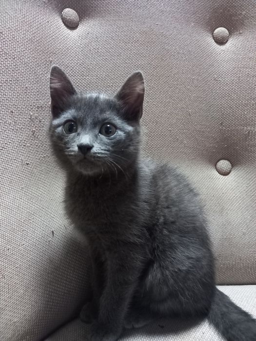 Отдам котика. 3м.