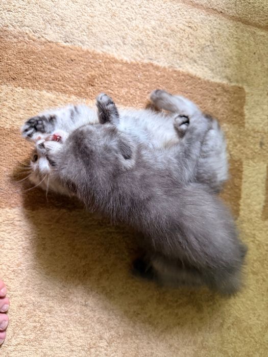 Продаются Котята Скотиш фолд