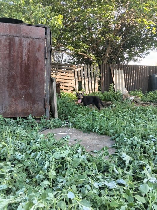 Кобель щенка продам немец