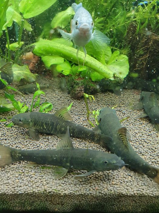 Гарра руфа спа рыбка