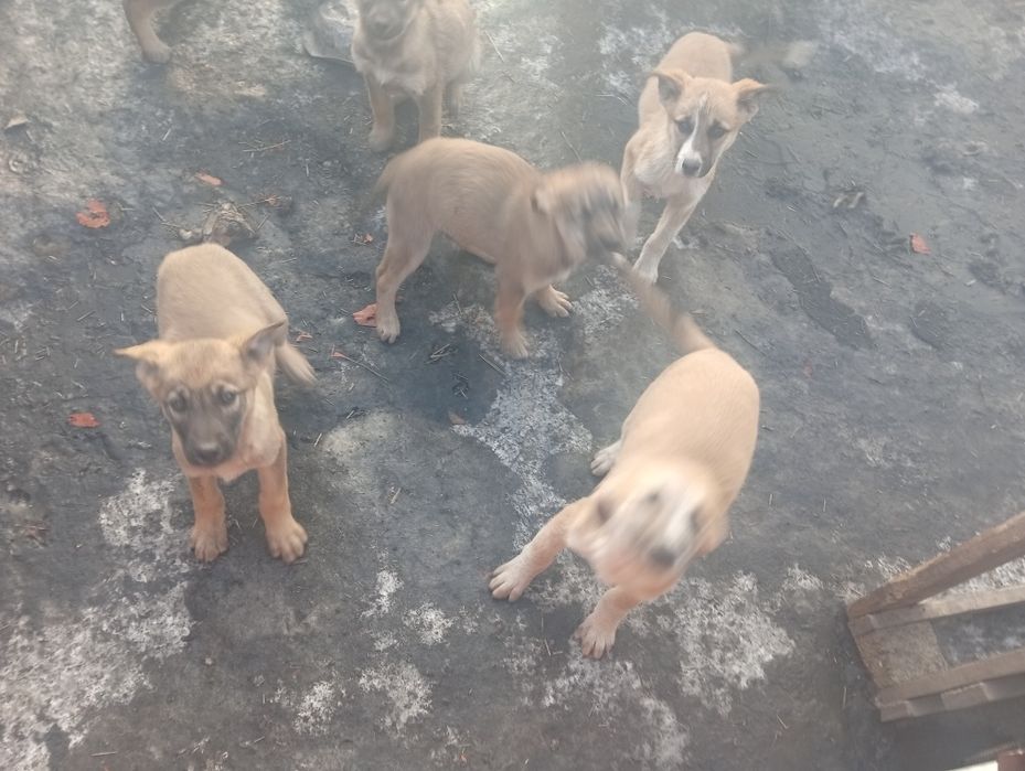 Отдам даром щенков