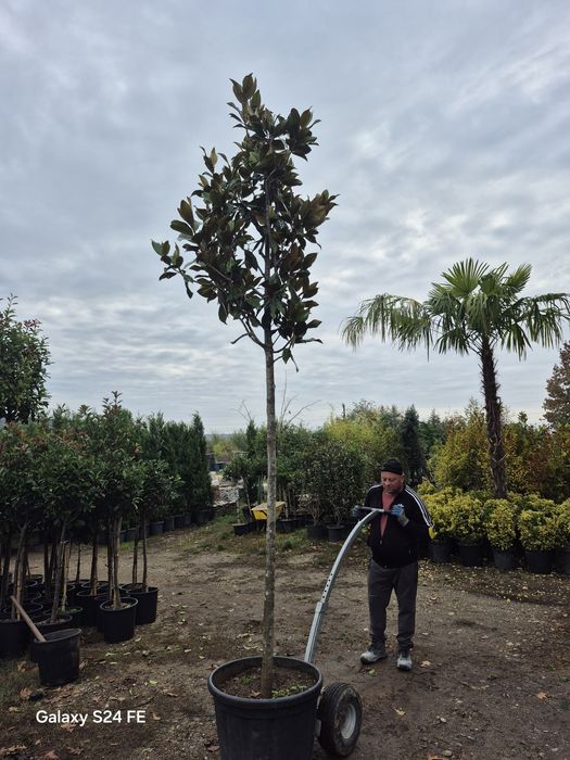 Magnolia  grandiflora