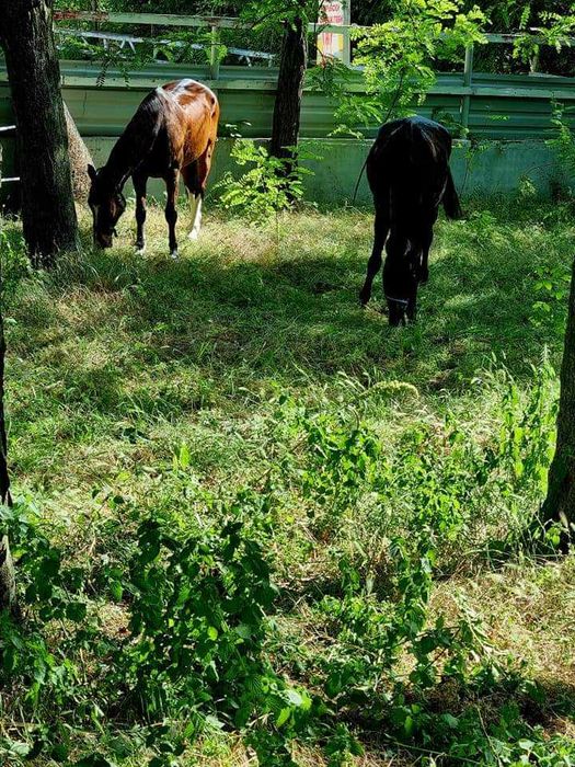 Дава се под наем Гараж / Паркомясто в Добрич, Дружба 3 - 280 кв.м за 1530 € - Снимка #17