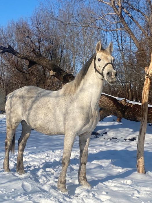 Айғыр сатылады...