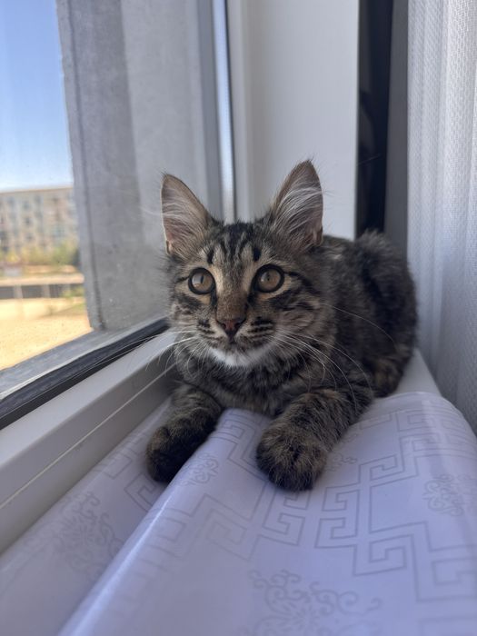 Котенок в добрые руки
