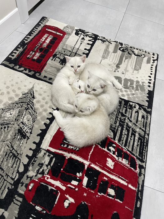 Милый серебристый котенок ищет дом