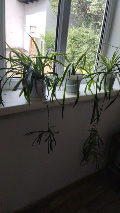 Продам комнатные цветы