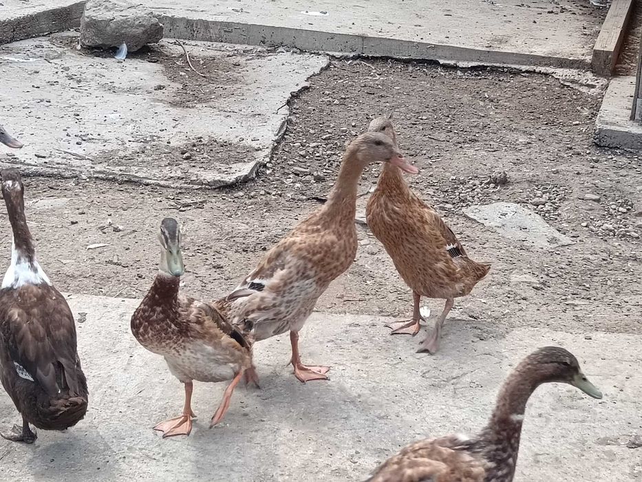 Патици - индийски бегачи