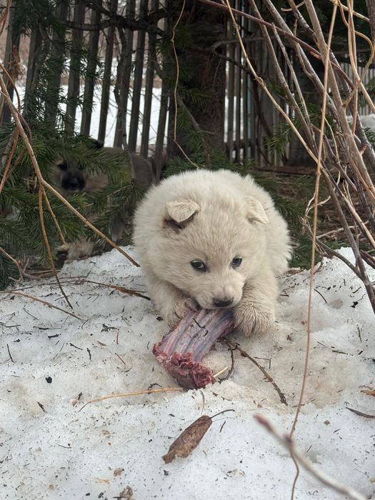 Щенки для охраны