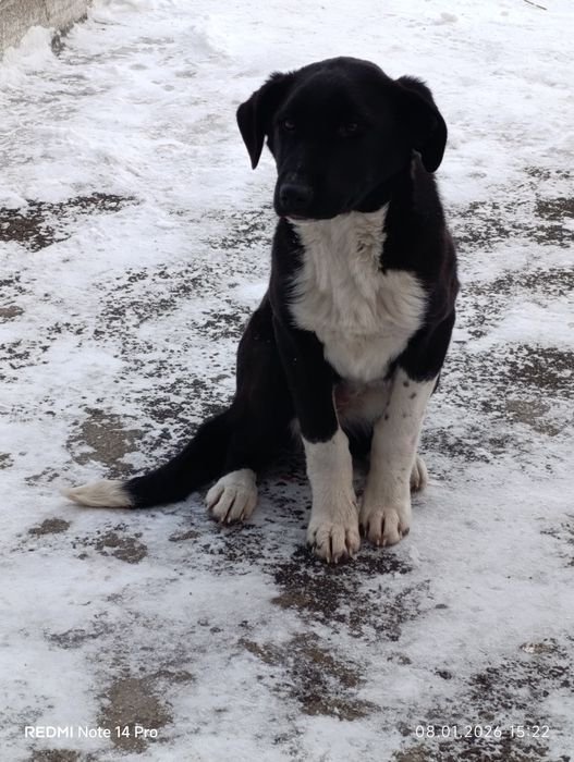 Срочно Отдам щенка в добрые руки