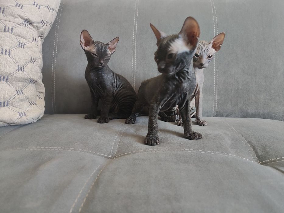 Продам котят сфинксов