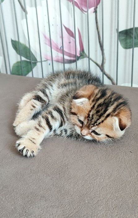 Бронь на котяток!