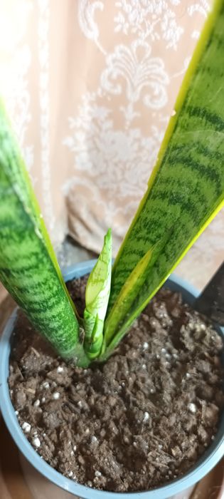 Тещин язык (Сансивьера)