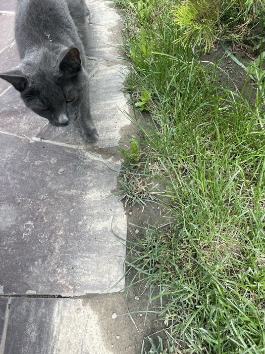 Отдам кота в хорошие руки