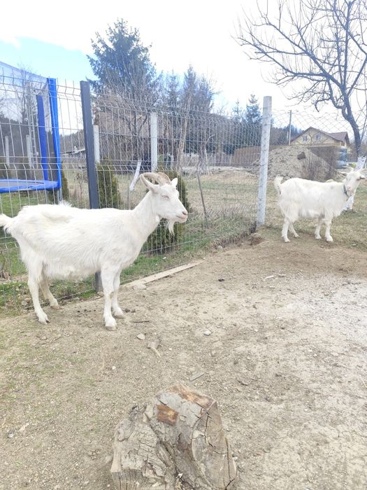 Capră sannen de lapte