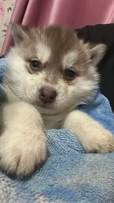 Пролается щенок сибирского хаски