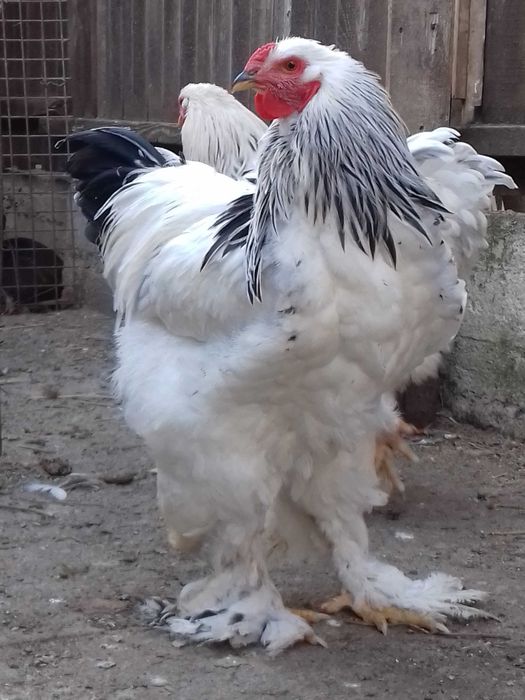 vand  gaini Brahma potarnichiu,  Herminat deschis