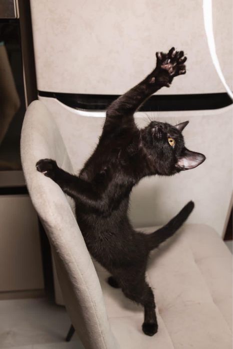 Котенок мальчик красавчик