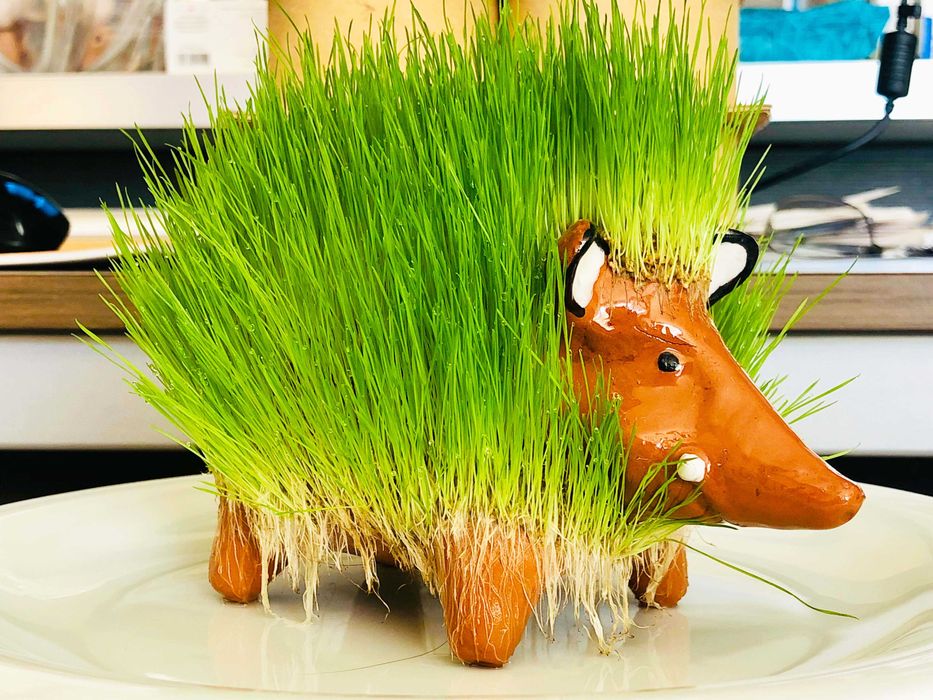 Рошлинки РошТаралеж, РошОвца