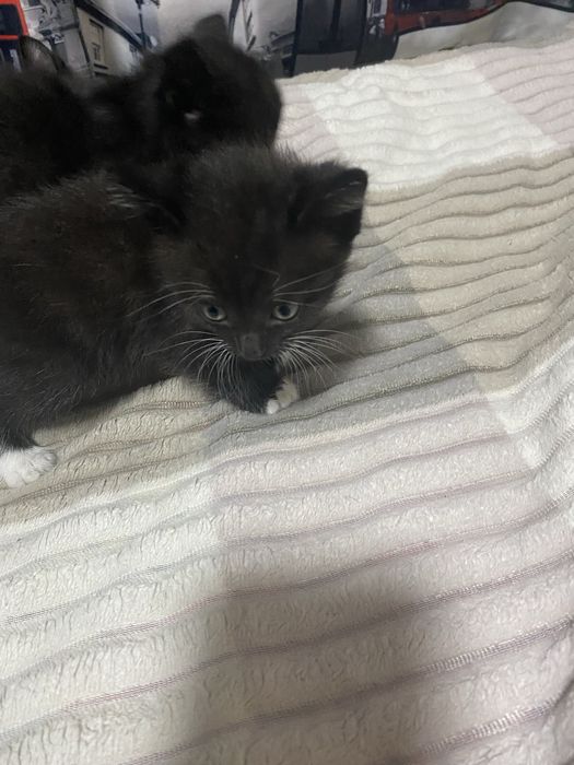 Отдам котят бесплатно