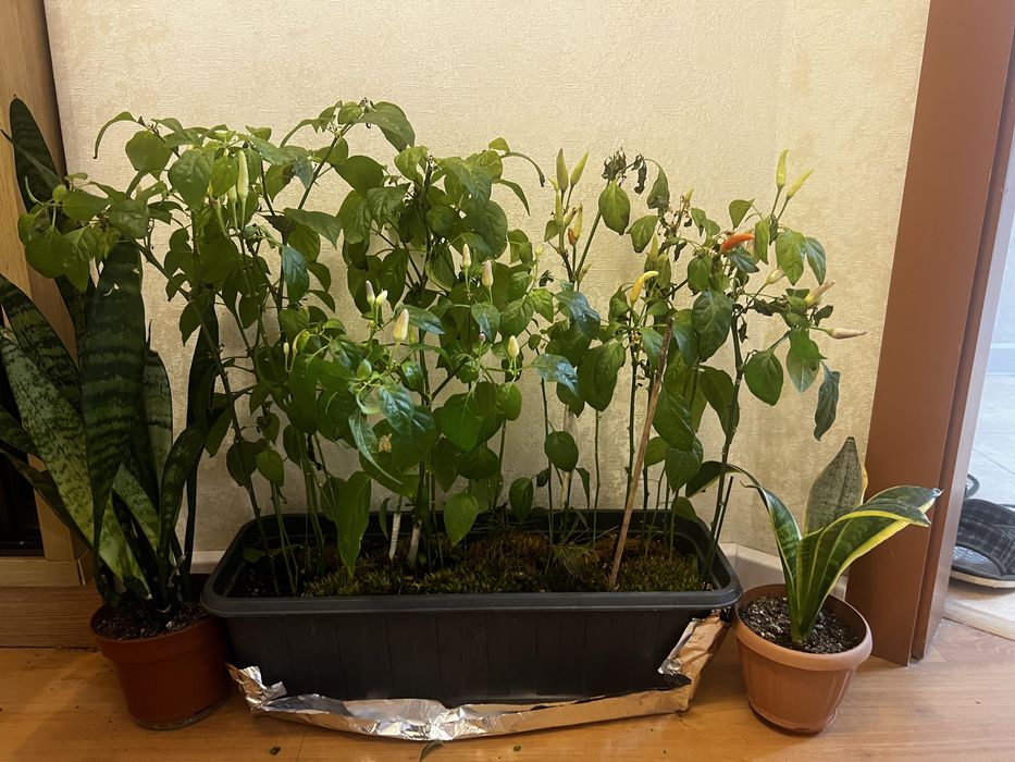 Продам комнатные цветы