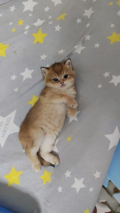 Чистокровные девочка от правильной вязки