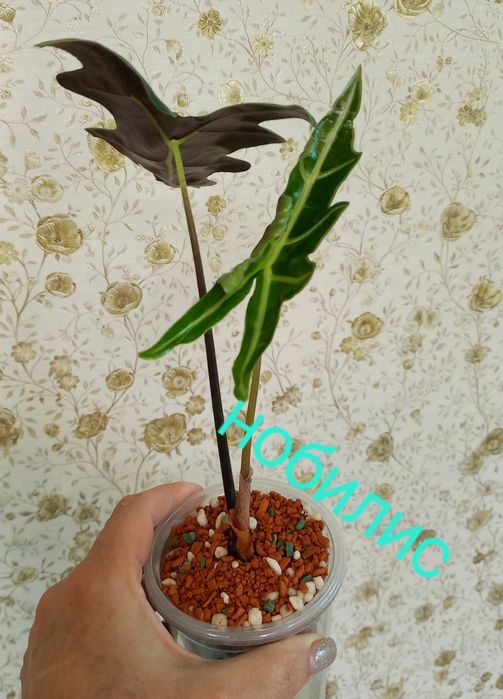 Продажа алоказий