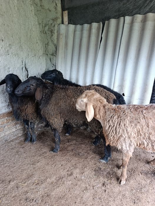 Кузи куйлар сотилади