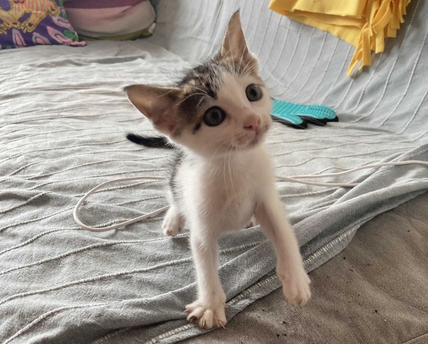 Морско котенце си търси дом!