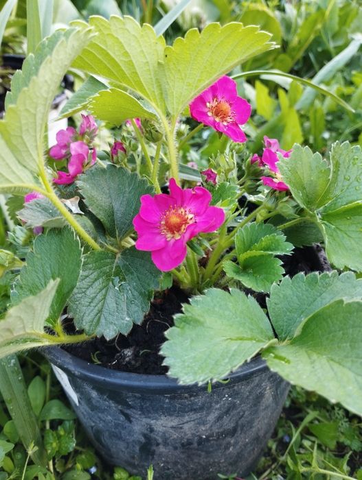 Рассада клубники ФЛОРИАН