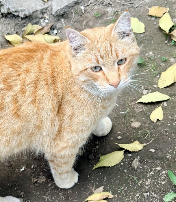 Кот хороших людей