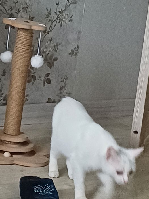 Отдаю молодую  кошечку