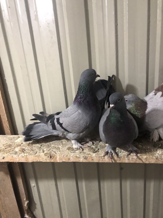 Сизи шерахахост.