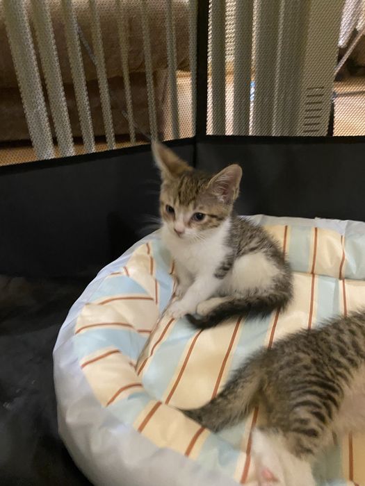 Котята в добрые руки!