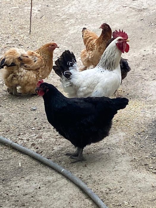 Тауықтар сатылады