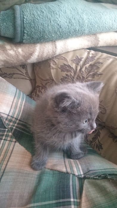 Отдам котят в добрые руки