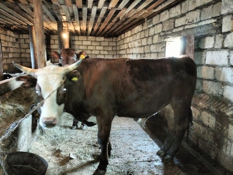 Өгіз сатылады(келтірілген)