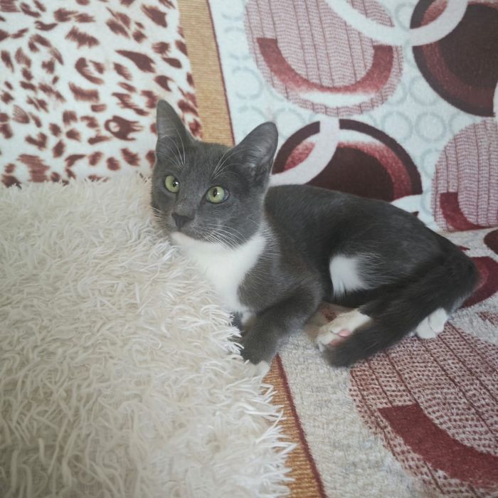 Отдам даром кошек.